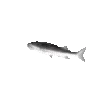 🎣