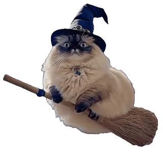 🎃 chat, sorcière, halloween, animal, balai, magie, mignon, autocollant whatsapp sticker