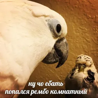 😈 ну чо ебать попался рембо комнатный papegaai, vogels, grappig, dieren, meme telegram sticker