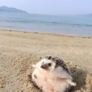 🦔 riccio, spiaggia, animale, carino, sabbia whatsapp sticker