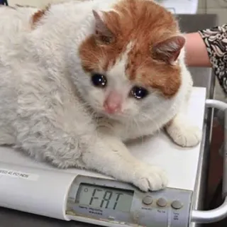 😩 FAT chat, triste, gros, poids, animal telegram sticker