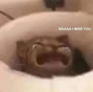 😩 WAAAA I MISS YOU piangere, mi manchi, gatto, meme, triste telegram sticker