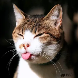 🦁 gato, animal, língua, engraçado, fofo, animal de estimação, expressão telegram sticker