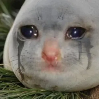 😭 アザラシ, 泣く, 悲しい, ミーム, 感情的, 動物 telegram sticker