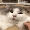 😺