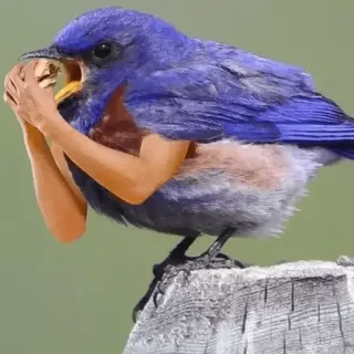 🐦 Aves Con Brazos 😂 telegram stickers