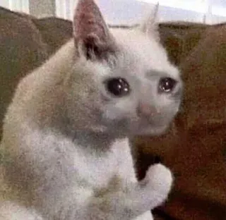 😖 cat, crying, meme, sad, upset, animal telegram sticker