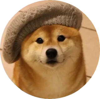 🥴 pies, shiba inu, beret, zwierzę, słodki, zwierzak, mem telegram sticker