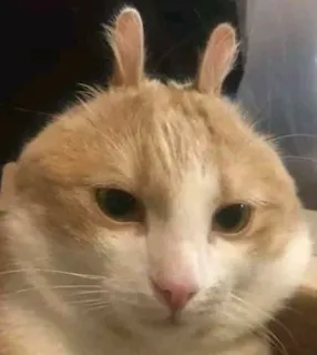 🐰 gato, gatito, mascota, orejas de conejo, animal, lindo telegram sticker