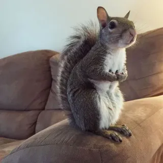 🐿 squirrel, animal, wildlife, rodent telegram sticker