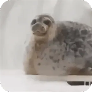 😜 foca, animal, fofo, mamífero, vida selvagem, animal marinho whatsapp sticker