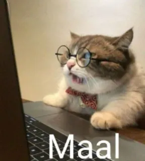 ❤ Maal cat, glasses, bow tie, laptop, internet, funny telegram sticker
