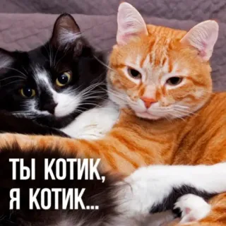 🐱 ТЫ КОТИК, Я КОТИК... แมว, แมว, สัตว์เลี้ยง, ลูกแมว, น่ารัก, ตลก telegram sticker