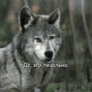 😔 Да, это печально. หมาป่า, สัตว์, เศร้า, หดหู่ telegram sticker