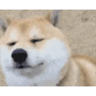 🐶 개, 시바견, 동물, 애완동물, 밈 whatsapp sticker