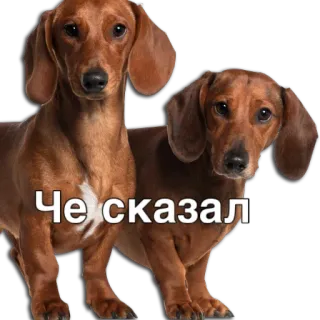 😳 Че сказал dogs, dachshund whatsapp sticker