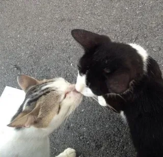 🌂 猫, キス, 動物, ペット, 愛情表現 whatsapp sticker