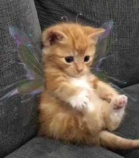 🥺 котенок, кошка, фея, крылья, милый, животное, питомец telegram sticker