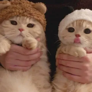 😺 gatos, gatinhos, animais, chapéus, fofo whatsapp sticker