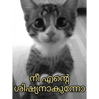 😂 നീ എന്റെ ശിഷ്യനാകുന്നുവോ cat, cute, malayalam, animal telegram sticker