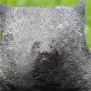 🤖 Wombat, Animal, Mammifère, Marsupial, Faune australienne telegram sticker