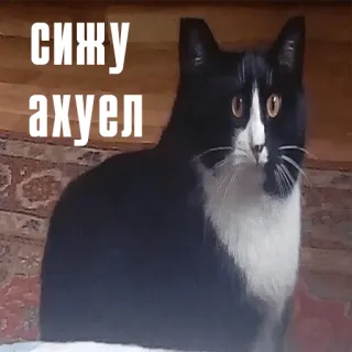 🤯 сижу ахуел cat, russian, meme, sticker, animal telegram sticker