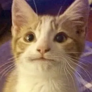 😐 chat, animal de compagnie, animal, chaton, mammifère, félin telegram sticker