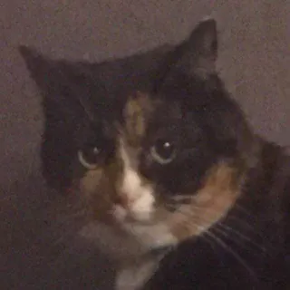 😶 chat, animal, animal de compagnie, écaille de tortue, félin, chat domestique telegram sticker