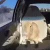 🚗