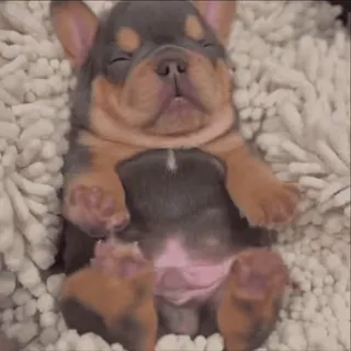 🌟 puppy, dog, sleeping, cute, animal, pet, bulldog telegram sticker