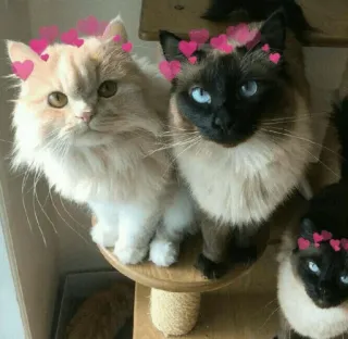 😍 고양이, 고양이들, 애완동물, 동물, 귀여운, 사랑, 하트 telegram sticker