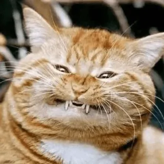 ✳️ cat, grumpy, funny, animal, feline, meme, orange tabby whatsapp sticker