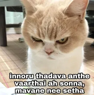 😑 innoru thadava anthe vaarthai ah sonna, mavane nee setha gato, bravo, meme, engraçado, animal de estimação, animal telegram sticker
