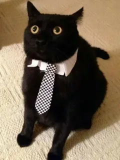 🤩 kucing, hewan peliharaan, kucing hitam, pakaian formal, dasi, binatang, anak kucing telegram sticker