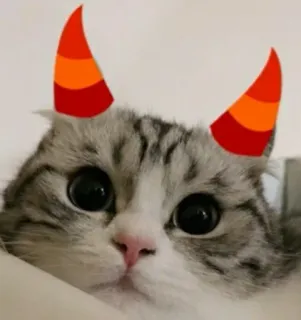 😈 cat, kitten, horns, cute, animal, pet whatsapp sticker