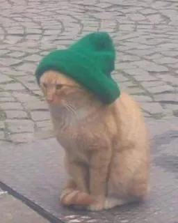 🌟 gato, animal, animal de estimação, chapéu, laranja, verde telegram sticker