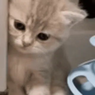 🌟