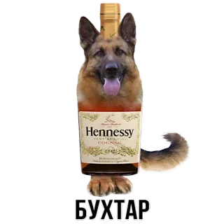 🐕 БУХТАР cane, alcol, hennessy, cognac, divertente, meme telegram sticker