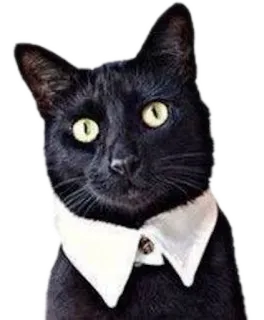 🐱 cat, black cat, collar, animal, pet, cute telegram sticker