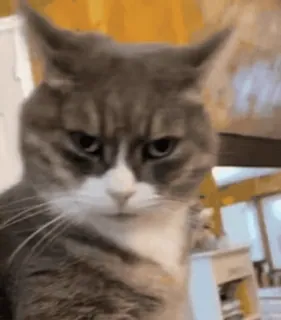 🤨 gatto, arrabbiato, felino, animale domestico, animale da compagnia telegram sticker