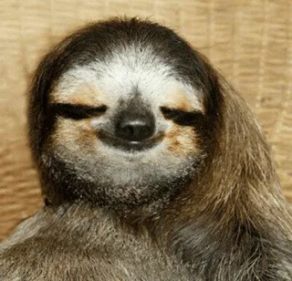 🦥 Faultier, Tier, süß, faul, Säugetier telegram sticker