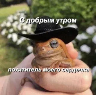 ✨ С добрым утром
похититель моего сердечка żaba, kapelusz, dzień dobry, słodki, zwierzę, mem telegram sticker