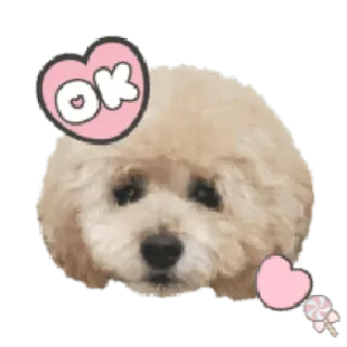 🐶 OK собака, милый, ок, одобрение, животное telegram sticker
