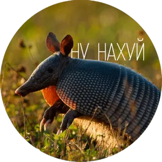 🙁 НУ НАХУЙ tatu, animal, natureza, vida selvagem telegram sticker