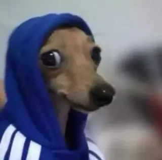 😳 chien, animal, animal de compagnie, sweat à capuche, portrait, mignon telegram sticker