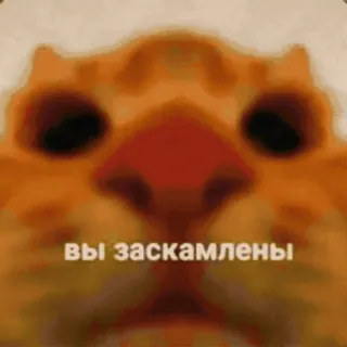 😍 Вы заскамлены kucing, meme, rusia, penipuan whatsapp sticker