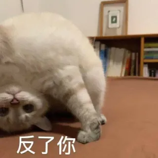 Neko! telegram stickers