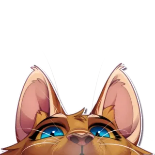 👀 gato, mascota, animal, lindo, ojos, orejas telegram sticker