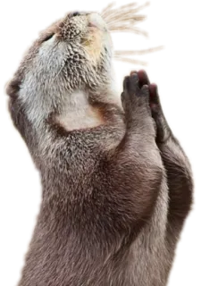 🙏 Lontra, In preghiera, Animale, Carino, Mammifero, Lontra marina whatsapp sticker