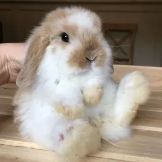 🌟 rabbit, bunny, cute, animal, pet, mammal whatsapp sticker